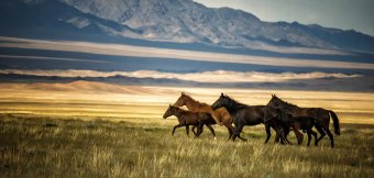 Horseback riding: Photo
